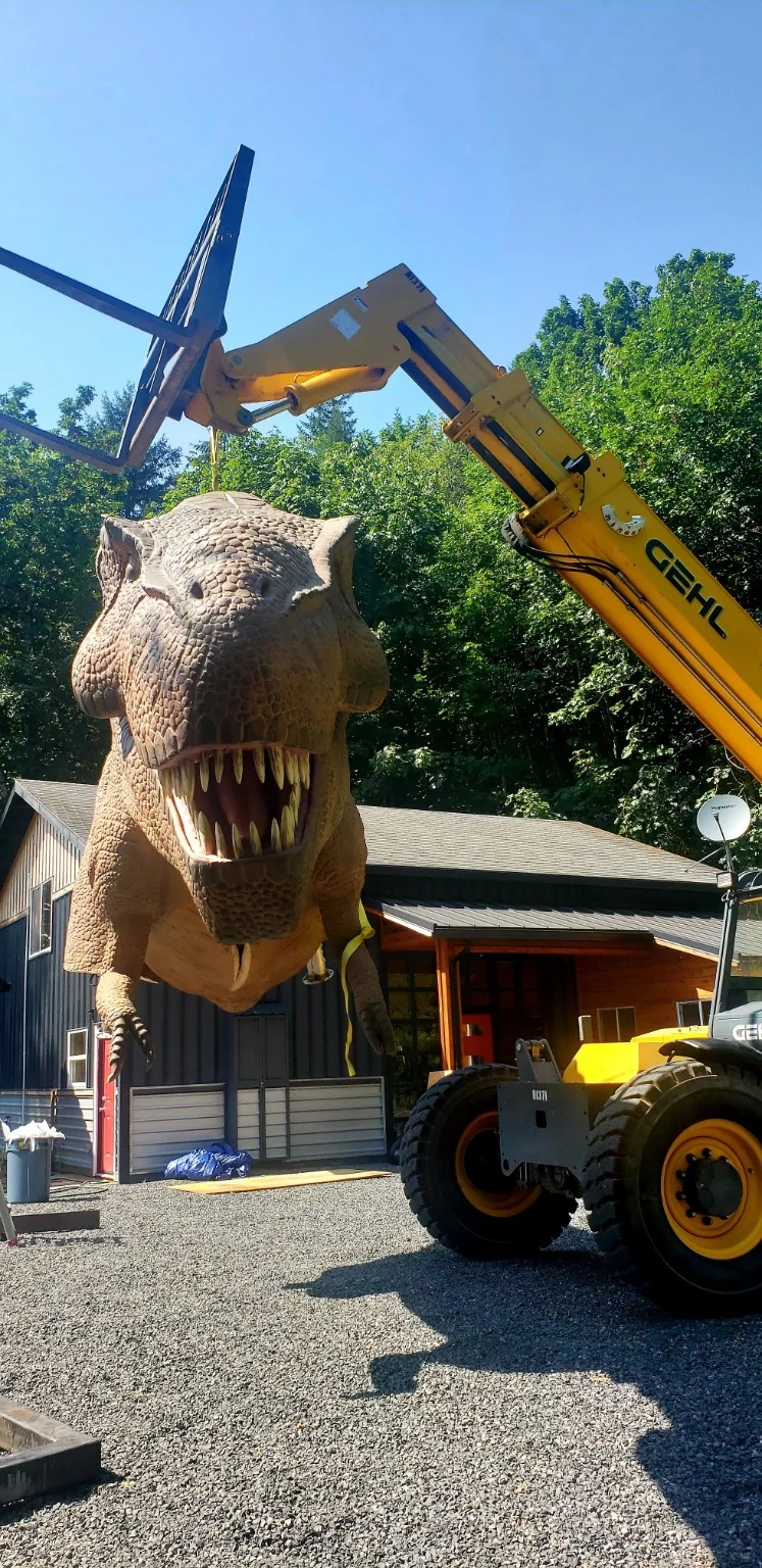 A large T-Rex being lowered into place with a telehandler at Jurassic Retreat